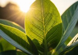 By which process do green plants make their food using sunlight?