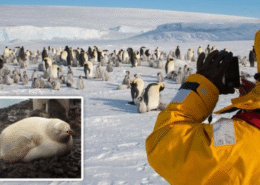 A Dire Warning for Emperor Penguins